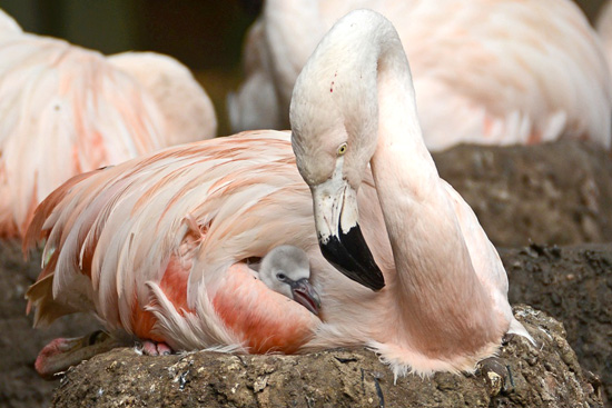 bruterfolg-bei-den-chile-flamingos-im-allwetterzoo-muenster